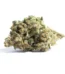 Acapulco Gold Strain
