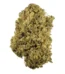 Durban Poison Strain