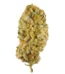 Jack Herer Strain
