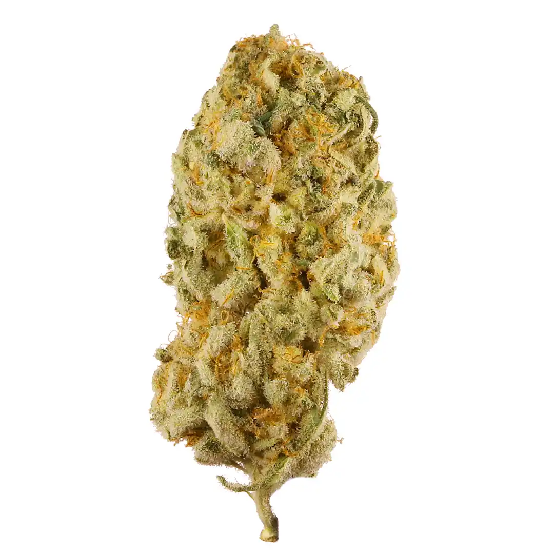 Jack Herer Strain Jack Herer Strain