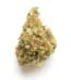 Mango Kush Strain