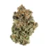 Sherbert Strain