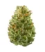 Strawberry Cough Strain