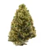 Northern Lights Strain