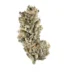 Purple Punch