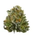 $100 OG Strain
