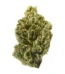 24k Gold Strain