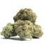 3 Kings Strain