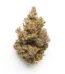501st OG Strain