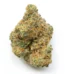 503 Wifi Strain