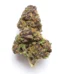 805 Glue Strain