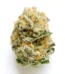 9D4 Strain