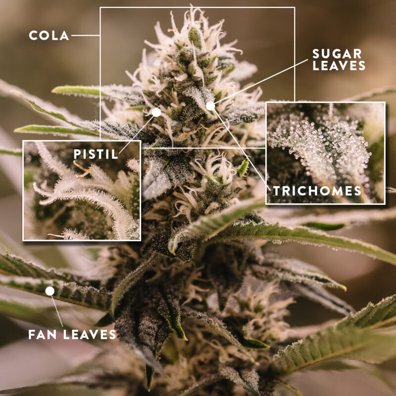 At Iced Out Genetics, we think you’ll agree that our cannabis seeds provide the best possible high. Our seeds use only the finest genetics and come at a great price—what else could you ask for? Come take a look for yourself.