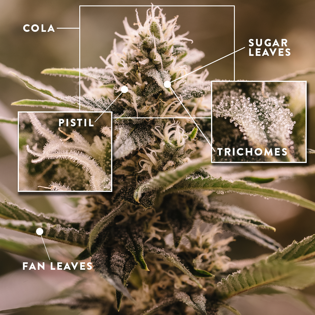 At Iced Out Genetics, we think you’ll agree that our cannabis seeds provide the best possible high. Our seeds use only the finest genetics and come at a great price—what else could you ask for? Come take a look for yourself.
