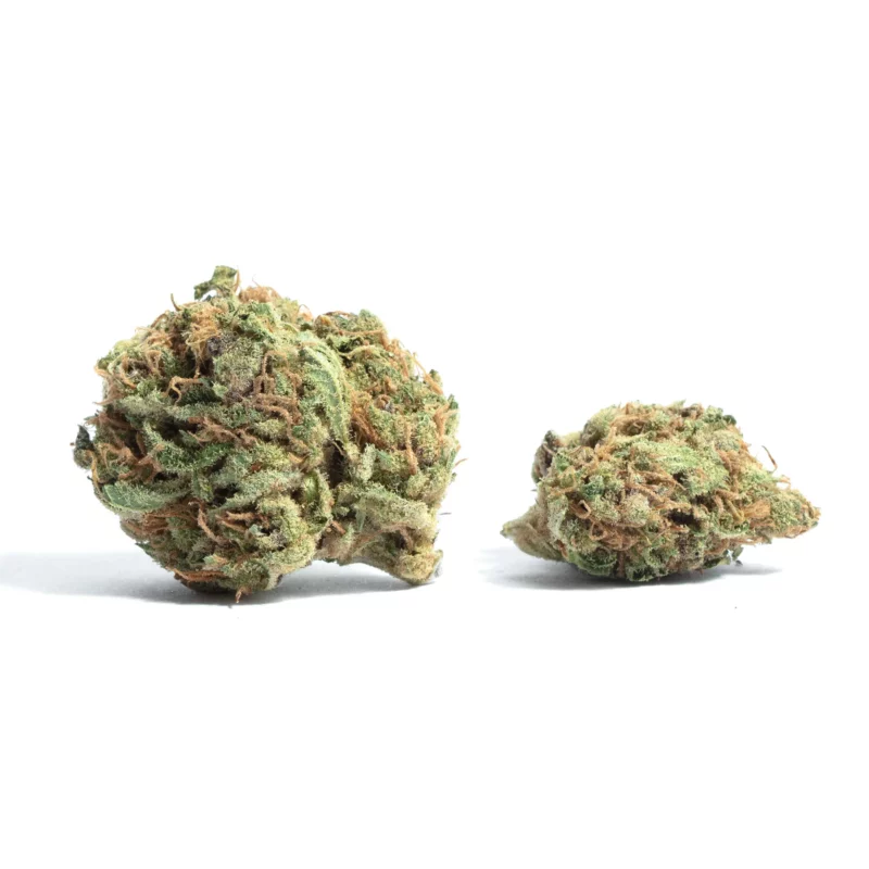 A1 Strain