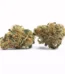 ACDC Cookies Strain
