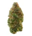 Acid Dough Strain