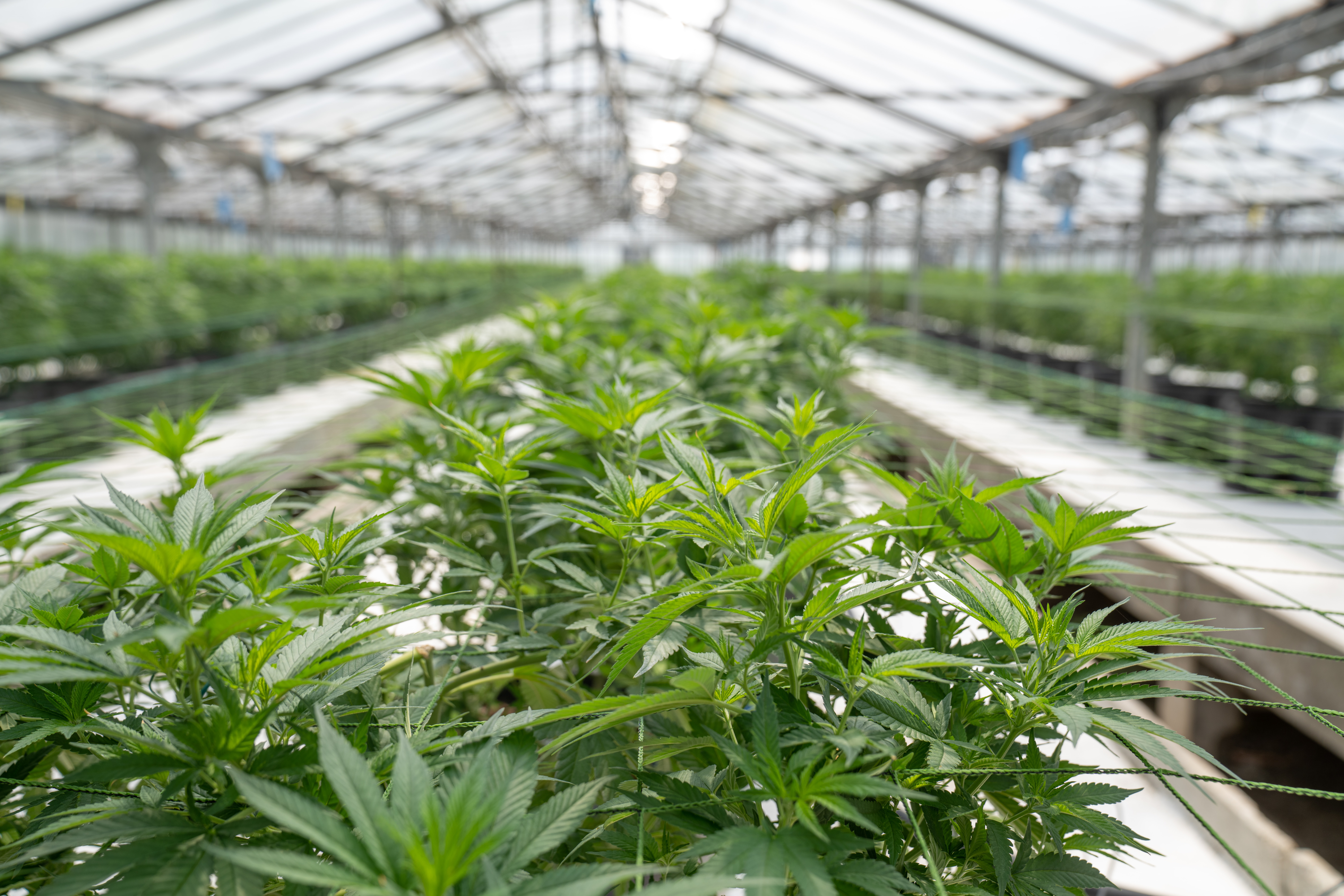 At Iced Out Genetics, we think you’ll agree that our cannabis seeds provide the best possible high. Our seeds use only the finest genetics and come at a great price—what else could you ask for? Come take a look for yourself