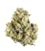 Afghan Kush Strain