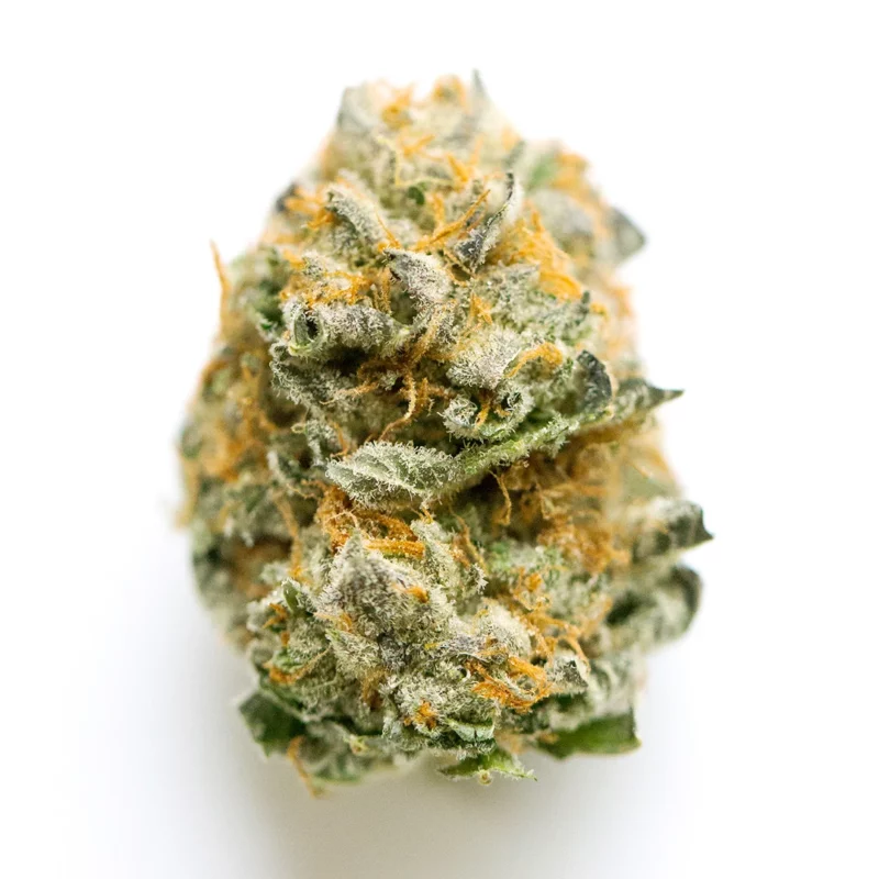 Afghan Widow Strain