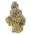 Afkansastan Strain