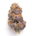 Alf Strain