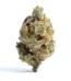 Alien Apparition Strain