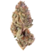 Alien Breath Strain