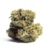 Alien Dawg Strain
