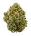 Alien Grapevine Strain