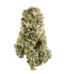 Alien Jack Strain