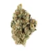Alien Nightmare Strain