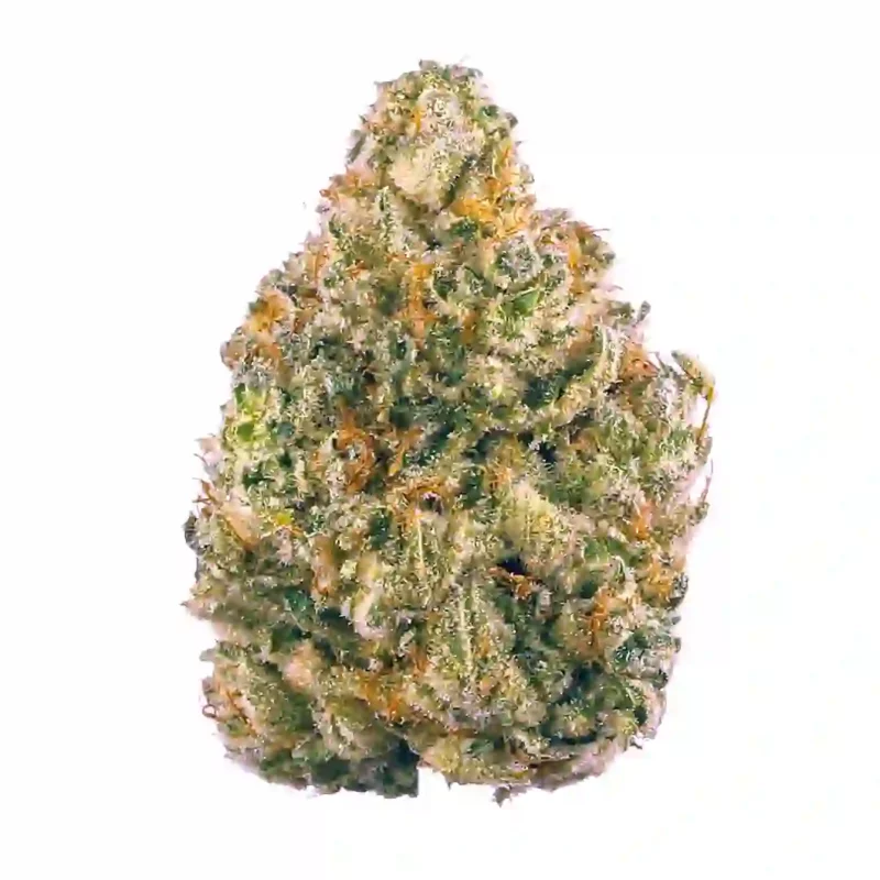 Alien Orange Cookies Strain