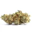 Alien Technology Strain