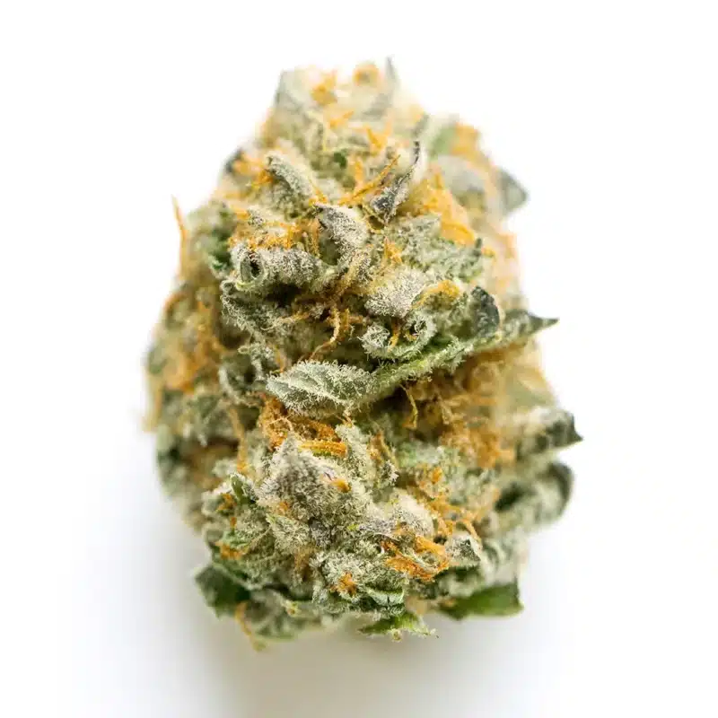 Alley Cat Kush Strain