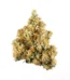 Aloha Strain