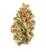Alpha Blue Strain