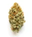 Ambrosia Strain
