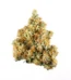 Anesthesia Strain