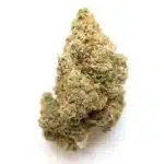 Angelica Strain