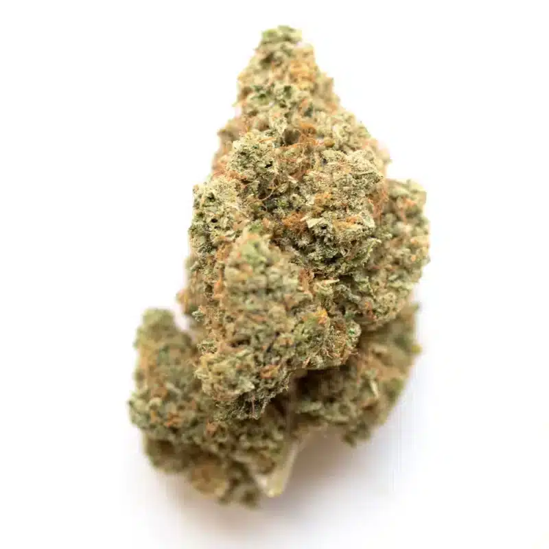 Angelica Strain