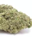 Animal Face Strain