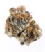 Animal Gas Strain