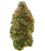 Animal Sherbert Strain