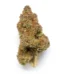 Anubis Strain