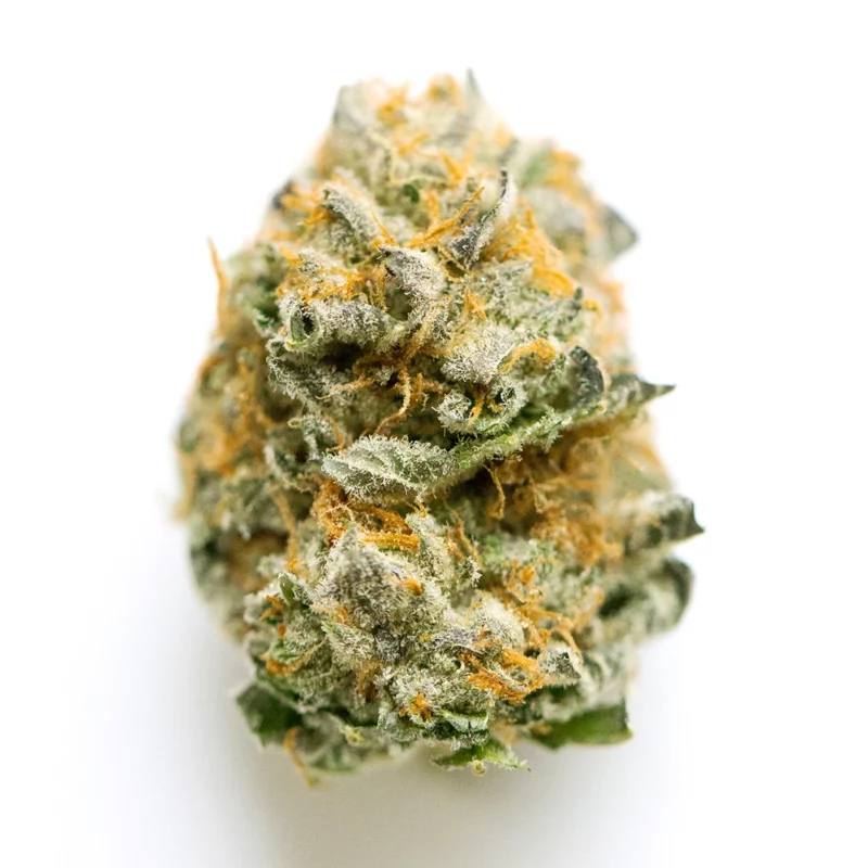 ArcticBlue Strain