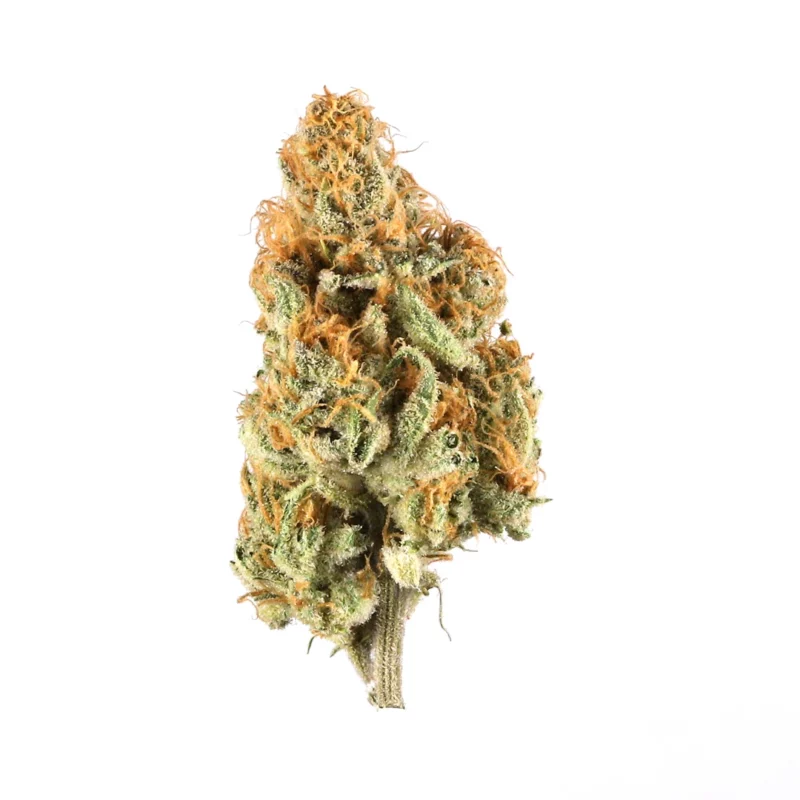 Area 41 Strain