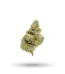 Aspen Dreamz Strain