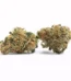 Atomic Bomb Strain