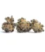 Ayahuasca Purple Strain